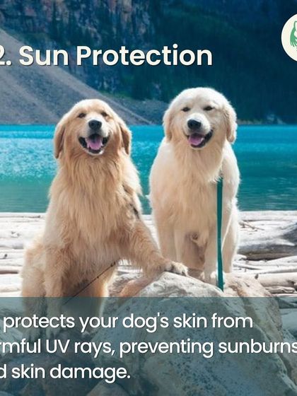 Furever Safe - Mobile Pet Grooming Expert Tips for Pet Parents photo 13