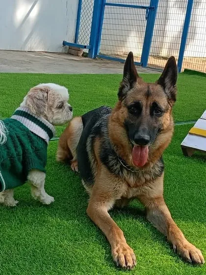 Love is in the air between this gentle German Shepherd and a fluffy little friend. Friendships here come in all shapes and sizes.