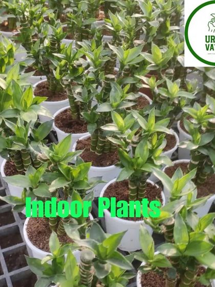 A collection of Lucky Bamboo plants.