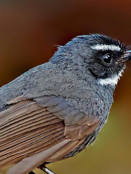 A detailed portrait of a White-throated Fantail. The fine feathers on its throat and the distinct white eyebrow are captured with perfect clarity against a warm, out-of-focus background.
