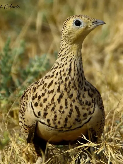 The female Chestnut-bellied Sandgrouse, with her intricately spotted plumage, blends perfectly into the arid landscape of Kutch. These birds are known for traveling vast distances for water.