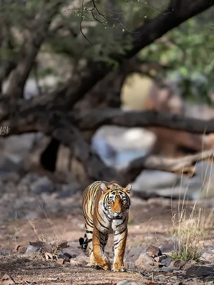 The royal walk of Noori. Each tiger has a distinct personality and walk, and capturing that character is what elevates a photo from a snapshot to a portrait.
