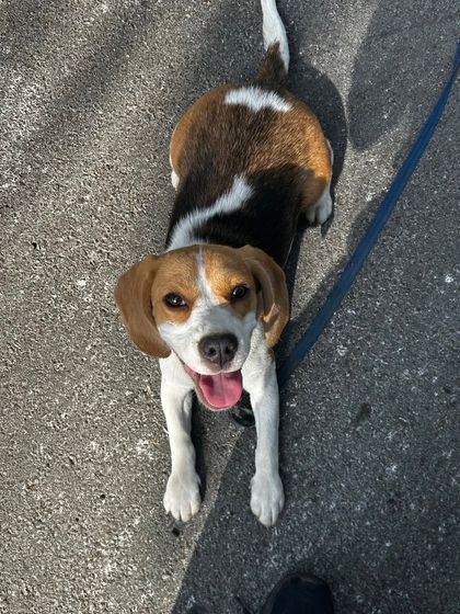 A happy beagle looking up, fully engaged and connected during a walk. This is the result of building trust; the dog is attentive and eager to communicate, not just follow commands.