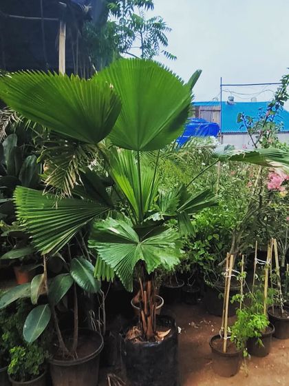 Large Statement Plants for Outdoors & Indoors photo 8