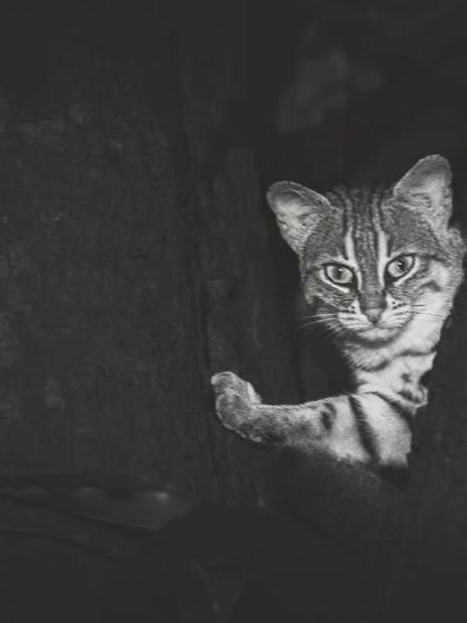 A Rusty-spotted cat peeking out from a hole in a tree, a behavior we've documented as they adapt to urban and plantation environments.