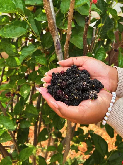 A handful of freshly picked mulberries. These sweet, dark berries are a delicious and healthy seasonal snack, grown right here on our farm.