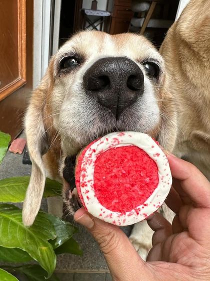 A sweet beagle gets a close-up with his Valentine's cookie. The love and happiness in his eyes say it all.
