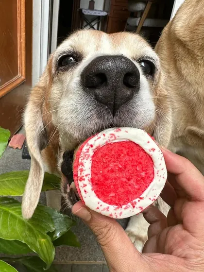A sweet Beagle enjoying a Valentine's treat. The red color comes from natural ingredients, ensuring it's completely safe.