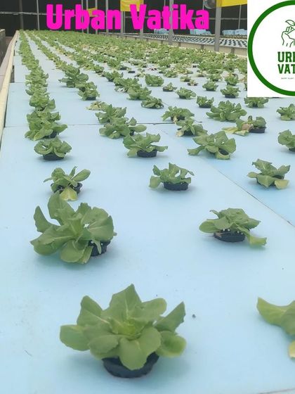 Young lettuce plants in a floating raft hydroponic system.