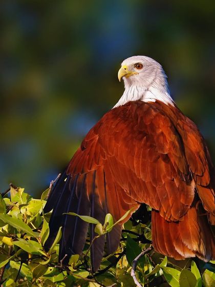 A Brahminy Kite is perched in the canopy of a leafy green tree. The shot captures the bird in its natural roosting habitat, surveying its domain from above.