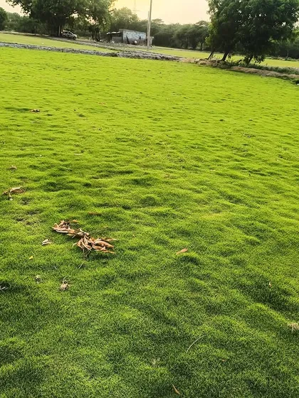 A wide shot of a healthy, green lawn. This is the end result my clients can expect when they choose my natural turf.