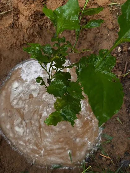 A close-up of a freshly watered sapling planted by Carrier India. The muddy water will slowly seep into the ground, providing the moisture this young plant needs to take root in the bhood land.