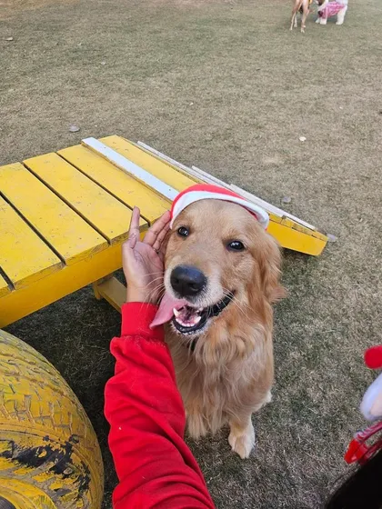 This sweet Golden Retriever is getting some holiday pets while showing off his Santa hat.
