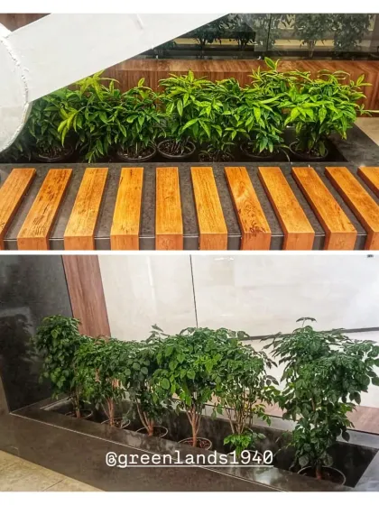 Two examples of our indoor planter installations for a corporate client. We use a mix of plant species like the China Doll plant to create visual interest and fit seamlessly into modern office architecture.