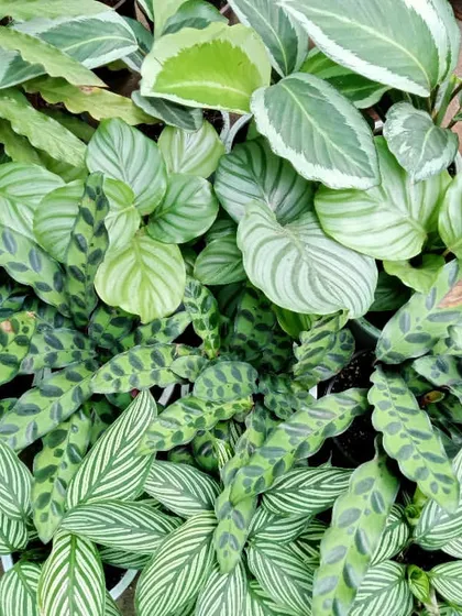 A collection of various Calathea species at our nursery. We cultivate these plants for their stunning foliage, which features intricate patterns and unique shapes, making them a top choice for decorative indoor greenery.