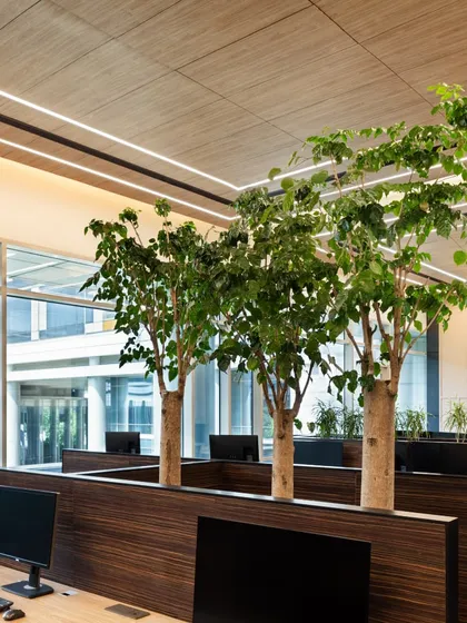 An example of biophilic design within a modern office, where trees are integrated directly into the workstation layout. This approach connects employees with nature, enhancing well-being and creating a healthier, more productive work environment.