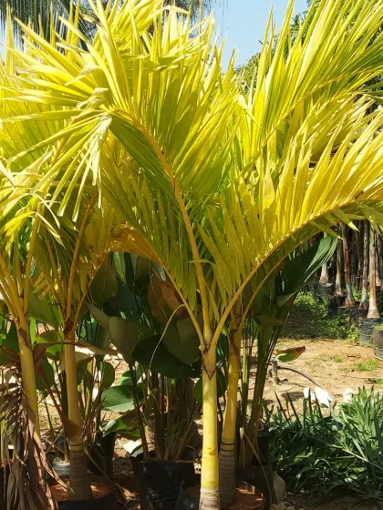A Golden Areca Palm, a variety with bright yellow stems that add a splash of color and look stunning when lit at night.