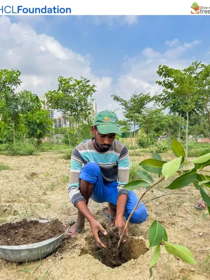 A member of our team at the Harit Upvan site carefully plants a sapling, mixing compost with the soil. This attention to detail during planting is what ensures the long-term health and growth of our urban forests.