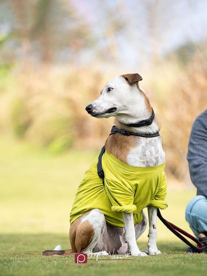 Pragalbh - Animal Rescue & Advocacy Photography Paws & Peaks: Outdoor Adventures photo 14