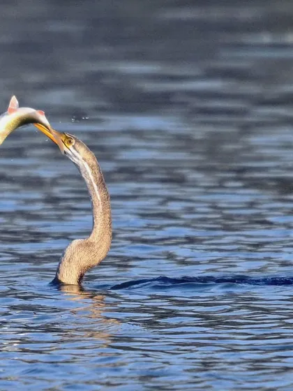 A perfect strike. This Oriental Darter, emerging from the water with a fish, showcases the incredible speed and precision of avian hunters. Moments like these are what make my wetland expeditions so exciting, offering a chance to capture the cycle of life in action.