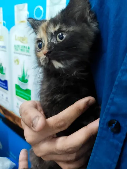 A close-up of this sweet tortoiseshell kitten, who seems very curious about her surroundings. My goal is to make every pet feel safe and comfortable during their visit, whether it's for a checkup or just to pick up supplies.