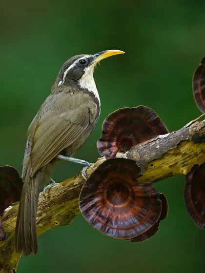 An Indian Scimitar Babbler perched on a branch adorned with bracket fungi. Its long, curved bill is perfect for probing for insects.