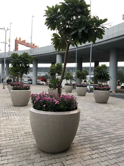 Vibrant Flowering Plants photo 7