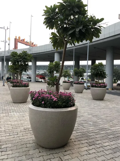 This shows a mature Champa tree planted in a large public planter, likely at an airport or commercial complex. I pair it with seasonal flowers for added color.
