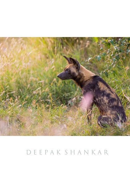 This fine art print captures a moment of quiet contemplation for one of Africa's most efficient predators.