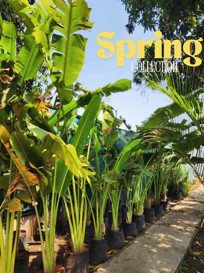 Delhi Gardner - Full-Service Landscaping Tropical Garden & Themed Designs photo 10