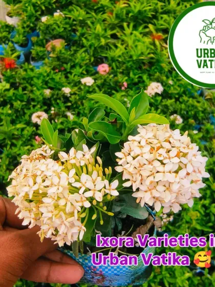 I have a wide variety of Ixora, including this beautiful white one. They are great for hedges or as standalone shrubs.