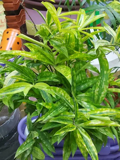 A Dracaena Surculosa 'Florida Beauty', a unique variety with yellow-spotted leaves. It's a compact plant perfect for tabletops and shelves.