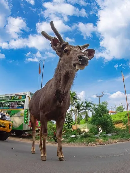 The same Sambar deer, captured with a fisheye lens to create a distorted, surreal perspective. This shot emphasizes how out of place the wild animal is in this man-made environment of traffic and tourists.