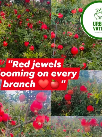 Imagine picking fresh pomegranates from your own garden. I specialize in providing healthy, fruit-bearing trees that thrive in our climate.