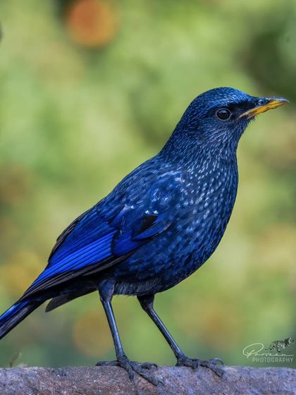 The stunning Blue Whistling Thrush from Sattal, its deep blue plumage shining with iridescent spots.