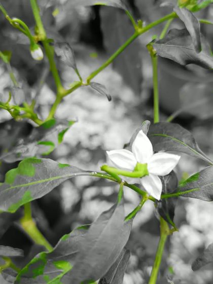 Fruiting Vegetables photo 24