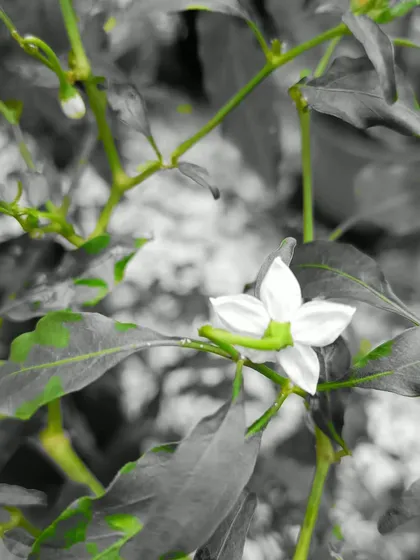 A striking image of a white chilli flower, highlighting the beauty in the details of a vegetable garden.