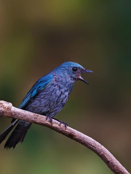 A Verditer Flycatcher calls from a bare branch. The simple perch and clean background draw all attention to the bird's beautiful form and color.
