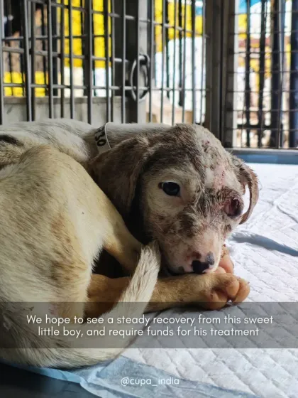 Cupa - Animal Cruelty Legal Aid & Advocacy From Rescue to Recovery: Stories from the Frontline photo 4