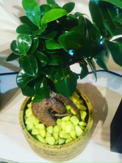 This Ficus bonsai, with its thick, exposed roots, has a powerful and ancient look. Set in a rustic pot with bright pebbles, it's a compact yet impactful piece of living decor, perfect for a desk or side table.