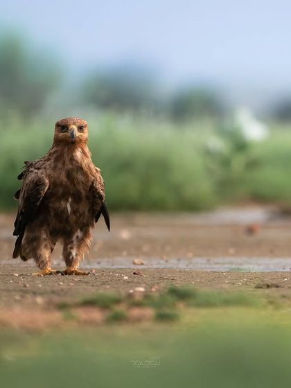 A close-up of a Tawny Eagle on the ground, its intense expression and detailed feathers making for a compelling portrait.