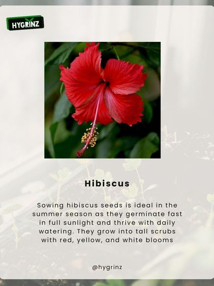 Hygrinz - Plant Sales & Gardening Supplies Flowering Plants & Seeds photo 7