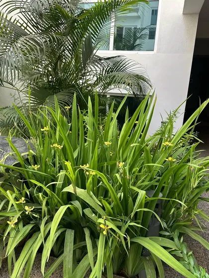 A cluster of Walking Iris plants in bloom at an apartment complex we service. Our dedicated maintenance ensures that these beautiful, delicate flowers continue to thrive and delight residents.