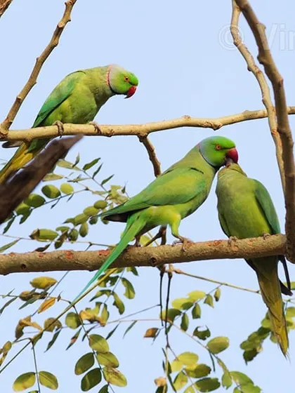 Our country has 12 species of parakeets. The most common is the Rose-ringed Parakeet, which can mimic human speech. This image from Delhi shows their social nature and the strong emotional bonds they form, much like humans.