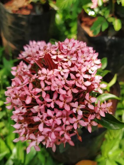 Another look at the beautiful pink Ixora flower cluster. These flowers add a wonderful pop of color to any garden bed or pot.