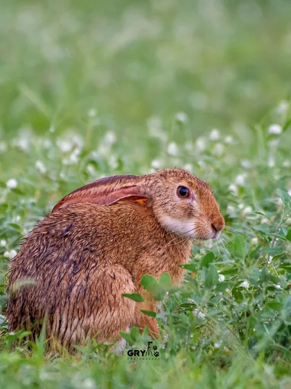 An Indian Hare, wet from the morning dew, pauses in a field of green. Capturing mammals requires a different approach, often involving long waits and careful stalking.