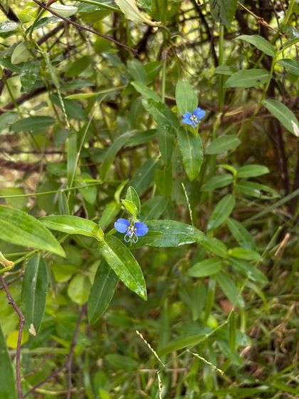 The small, vibrant blue flower of the Dayflower (Commelina) plant. This native species is often one of the first to appear in restored areas, helping to cover the ground and retain moisture.