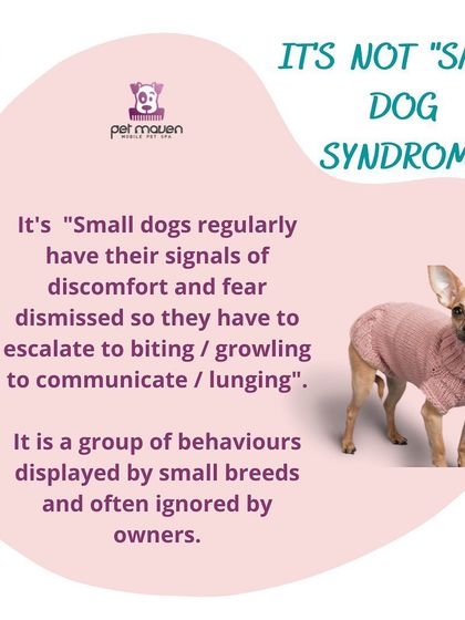 We explain that "Small Dog Syndrome" is often a misunderstanding. Small dogs' signs of discomfort are frequently ignored, forcing them to escalate their behavior to be heard.