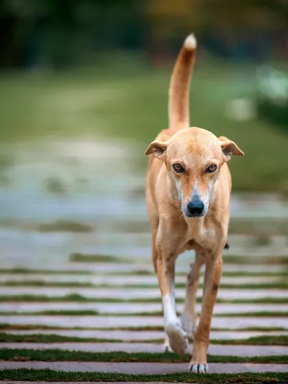 A tighter crop of the walking indie, focusing on his intense gaze and purposeful stride.