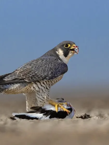 The Peregrine Falcon, the fastest animal on the planet, seen here with its quarry. This is a raw, unfiltered look at the cycle of life and the incredible power of a master aerial hunter.